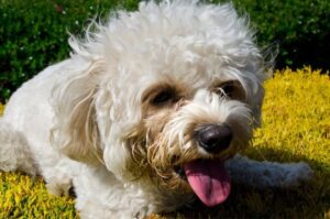 Собака породы кавудл