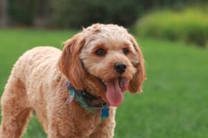 Кавудл фото