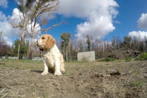 Щенок кавапу