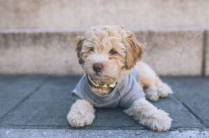 Милая собачка кавапу