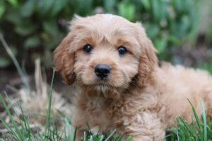 Щенок Cavapoo