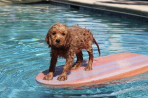 Cavapoo в бассейне