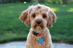 Собака Cavapoo