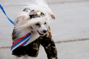 Китайская хохлатая собака в комбинезоне