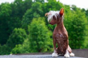 Голая китайская хохлатая