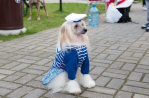 Китайская хохлатая собака в костюме