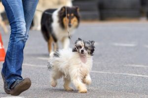 Китайская хохлатая собака на прогулке