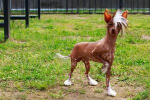 Порода голая китайская хохлатая собака