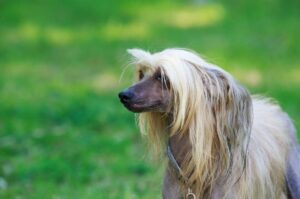 Китайская хохлатая собака