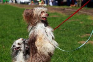 Порода китайская хохлатая