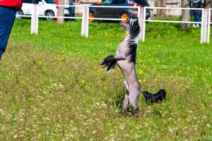 Дрессировка китайской хохлатой собаки