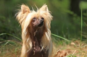Фото китайской хохлатой собаки