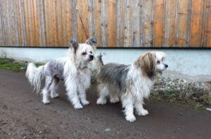 Две китайские хохлатые