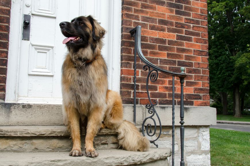 Какие породы собак хороши для охраны частного дома