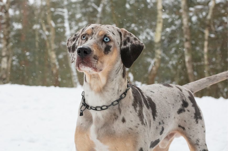 Леопардовая собака Катахула с голубыми глазами 