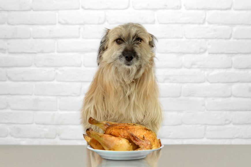 Можно ли собакам жареную курицу?