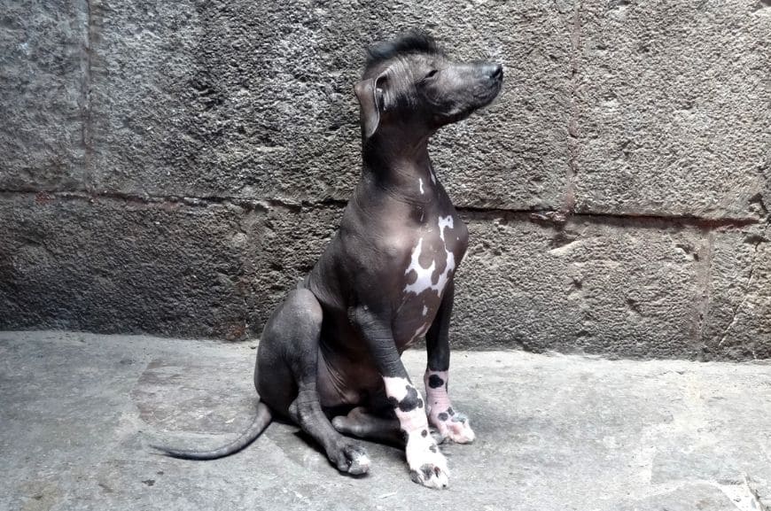 Окрасы перуанской голой собаки 