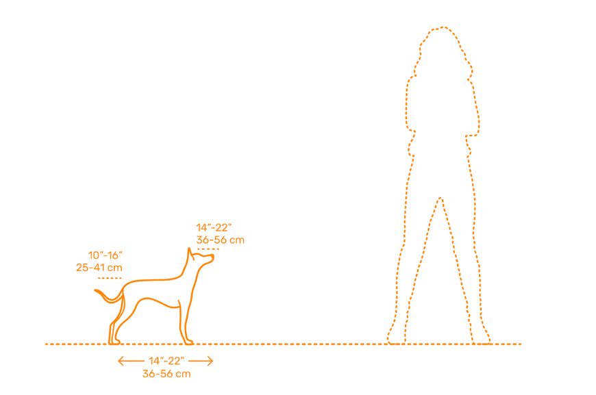 Размеры перуанской голой собаки