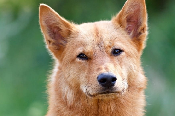 Карельская лайка Фото карельской лайки