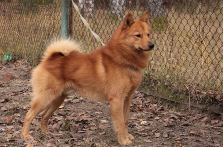 Карело-финская собака Карело-финская собака: фото