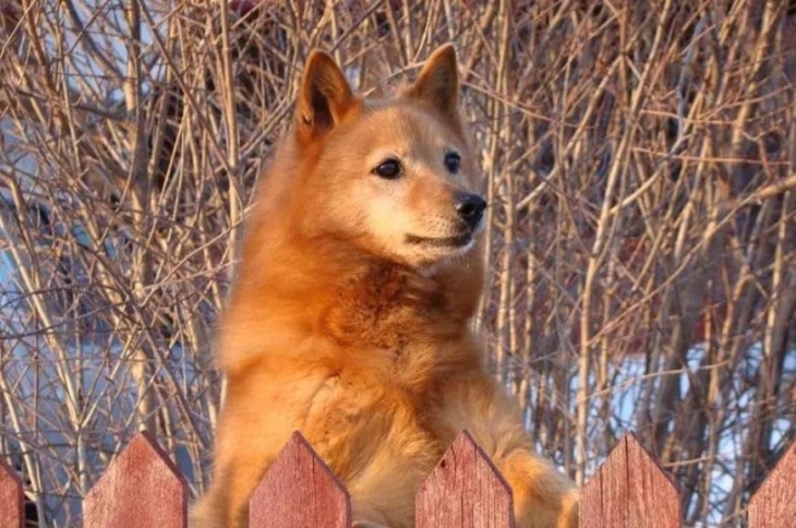 Любопытная карелка Любопытная собака карелка