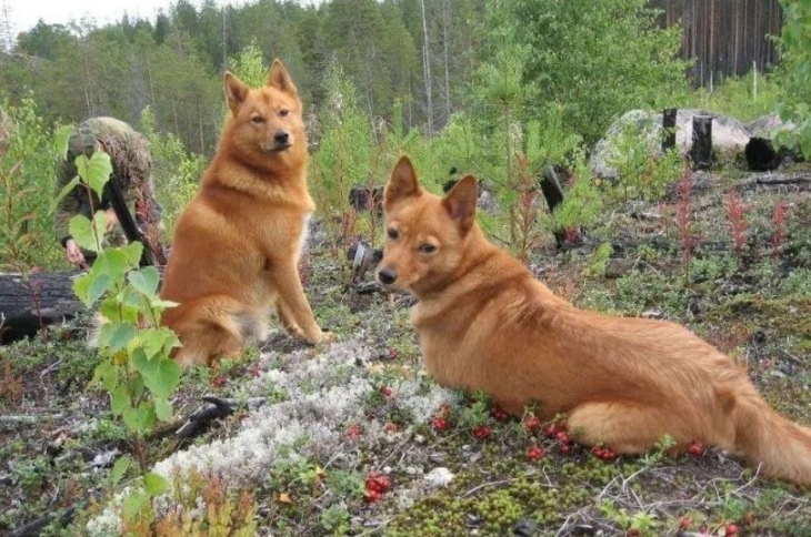 Две карело-финские лайки Две карело-финские лайки в лесу