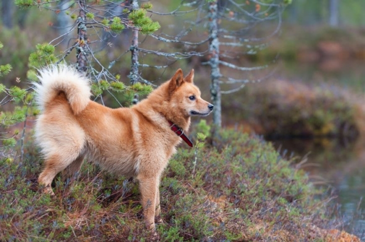 Карело-финская лайка: красивое фото в лесу Карело-финская лайка: фото в лесу