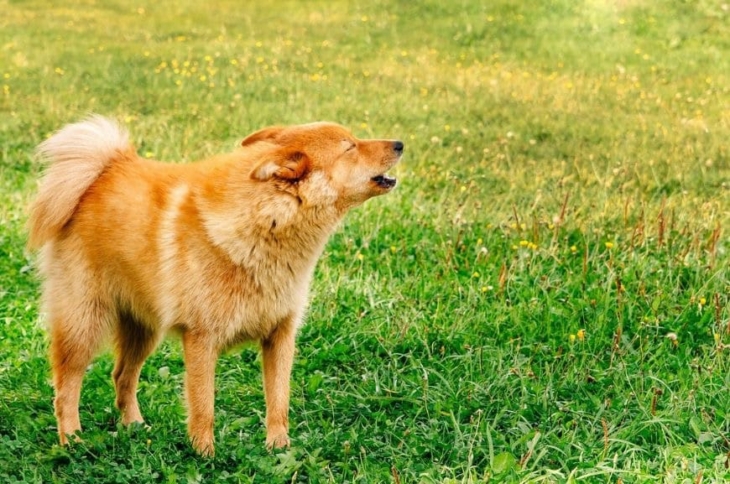 Карело-финская лайка: фото Карело-финская лайка воет