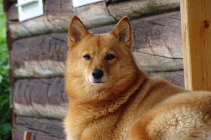 Красивый пёс породы карело-финская лайка Финская лайка