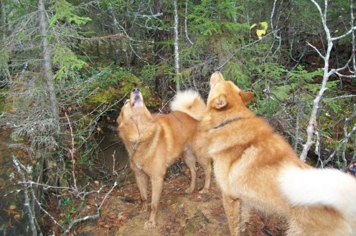 Карело-финские лайки в лесу Две собаки породы карело-финская лайка в лесу