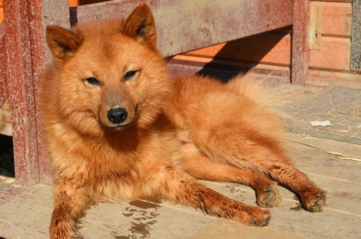 Собака карело-финская лайка Фото карело-финской лайки