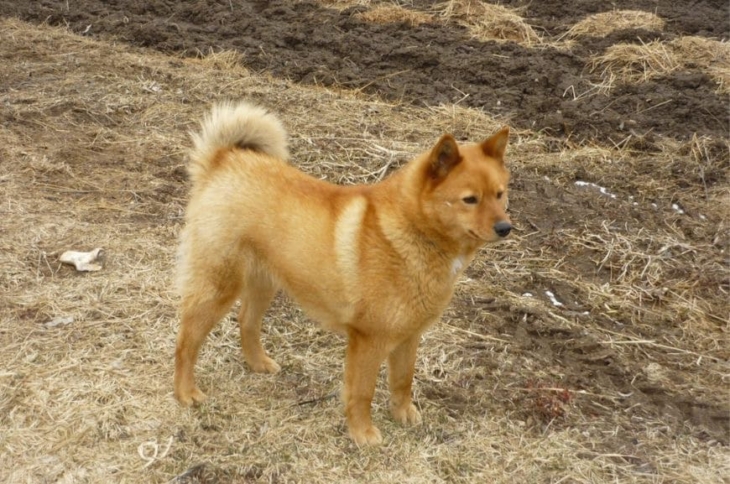 Милый щенок карело-финской лайки Щенок карело-финской лайки