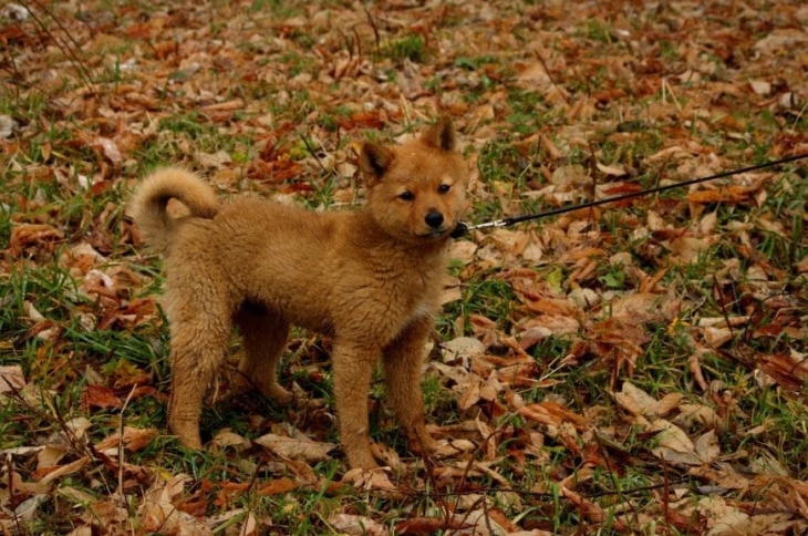 Щенок финской лайки Фото щенка финской лайки
