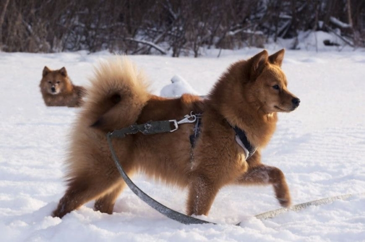Две карело-финские лайки играют в снегу Карело-финские лайки играют в снегу