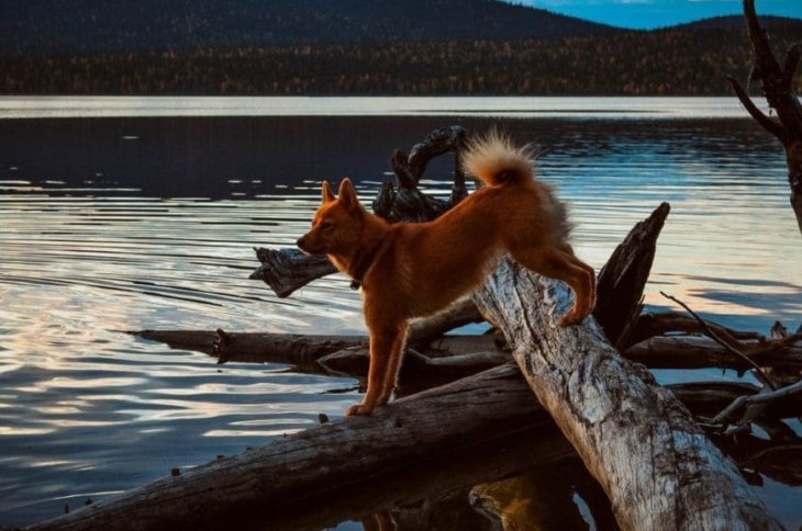 Карело-финская лайка на природе Карело-финская лайка на берегу озера