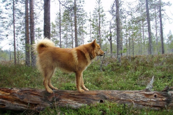 Карело-финская лайка: фото Красивая собака карело-финская лайка