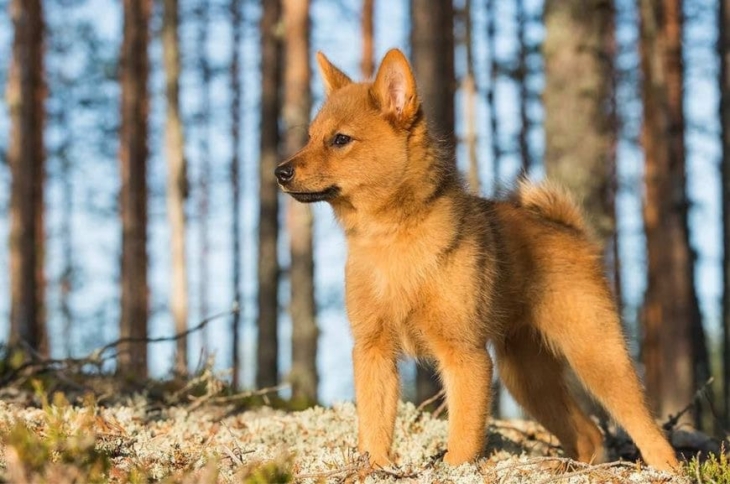 Щенок карело-финской лайки Щенок карело-финской лайки в лесу