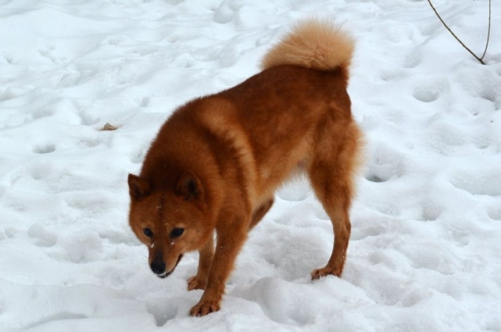 Карело-финская лайка: зимнее фото Карело-финская лайка зимой