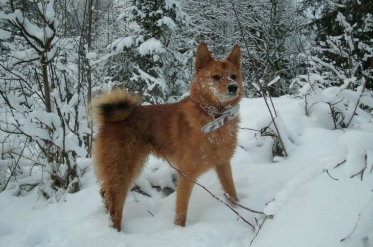 Финская лайка в зимнем лесу Финская лайка: зимнее фото