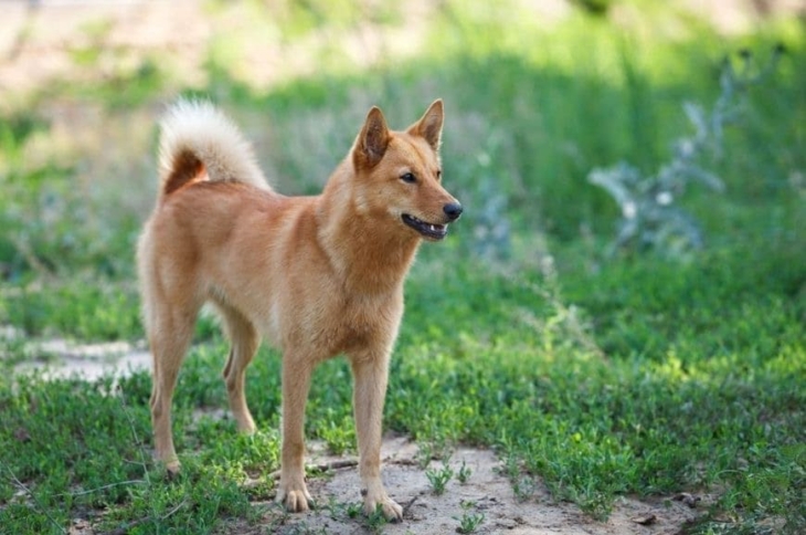 Финская лайка Порода финская лайка