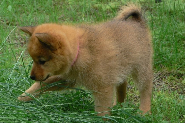 Красивый щенок карело-финской собаки Милый щенок карело-финской собаки