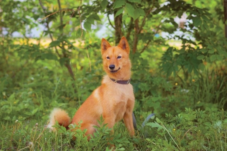 Фото карело-финской лайки Фотография карело-финской собаки