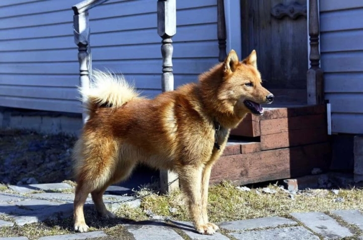 Фото карело-финской собаки Красивое фото фото карело-финской собаки