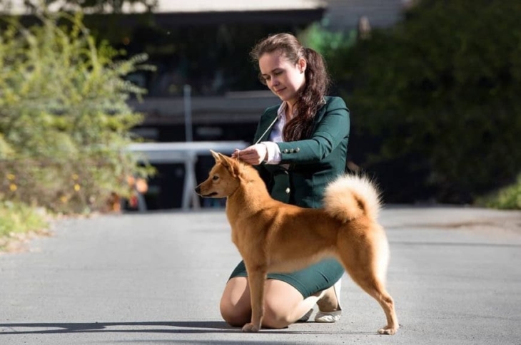 Карело-финская собака с девушкой Карело-финская собака с девушкой: фото