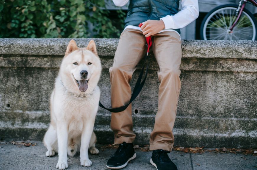 Акита-ину – самая преданная порода собак в мире