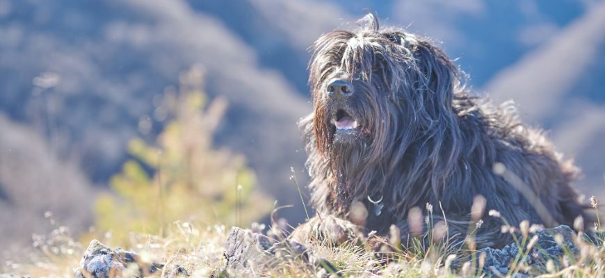 Самые редкие породы собак в мире – бергамаско