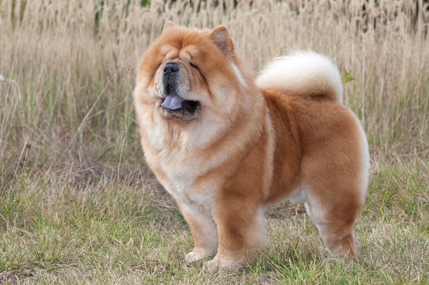 Чау-чау – самая независимая порода собак