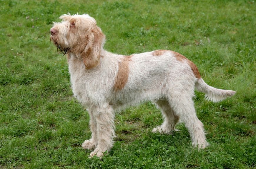 Редкая порода собак – итальянский спиноне