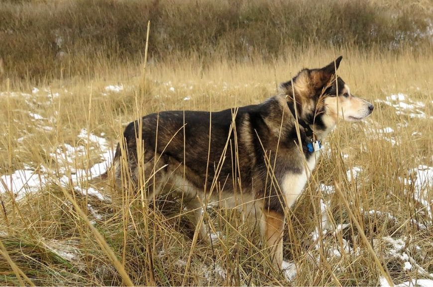 Лопарская оленегонная собака: описание породы