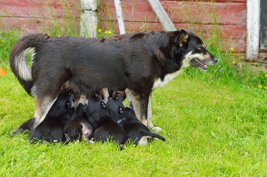 Лопарская оленегонная собака со щенками 